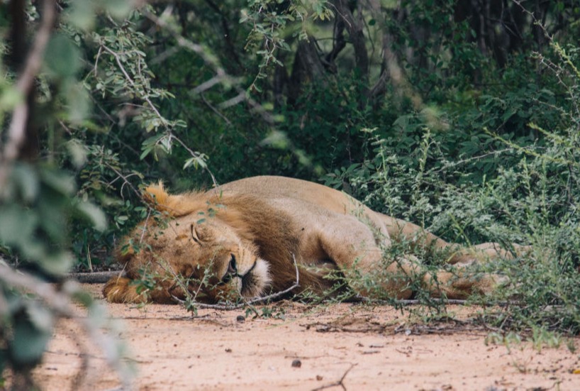 The origins of Munjiri Videos – storytelling inspired by nature. South Luangwa landscape with wildlife, a place that inspired Munjiri Videos.